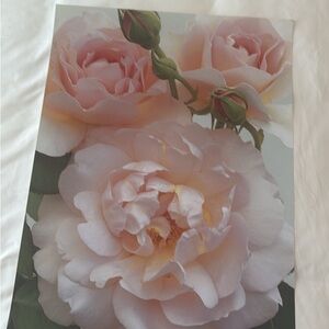 Belle Storey Roses Giclee Print